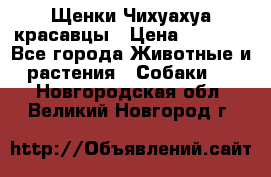 Щенки Чихуахуа красавцы › Цена ­ 9 000 - Все города Животные и растения » Собаки   . Новгородская обл.,Великий Новгород г.